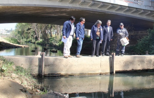 Alcaldesa Virginia Reginato, control zancudos 1