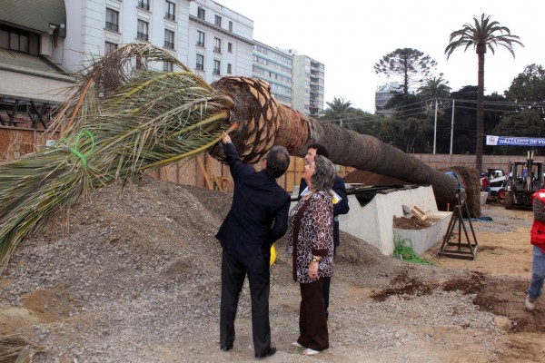 Alcaldesa Virginia Reginato, reinstalacion palmeras 1