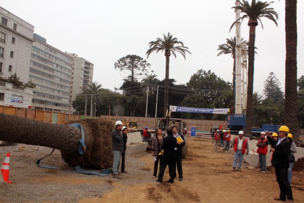 Alcaldesa Virginia Reginato, reinstalacion palmeras 5