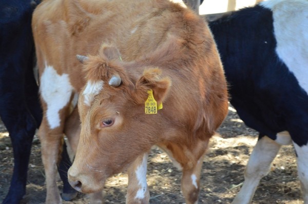 Los dispositivos de identificación serán obligatorios para los animales
