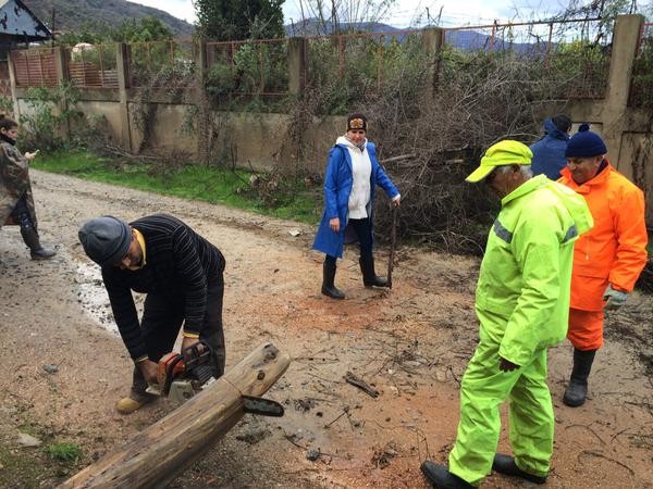 Las caidas de árboles fue el mayor problema en la comuna