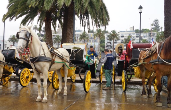 Municipalidad de Viña del Mar - Fiscalización Victorias_03