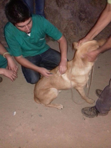 Los veterinarios realizaro un arduo trabajo durante más de tres meses.