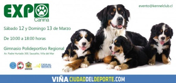 Municipalidad de Viña del Mar, EXPO CANINA
