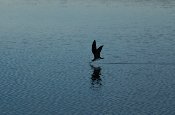 captura-de-pantalla-2016-11-18-a-las-15-33-45