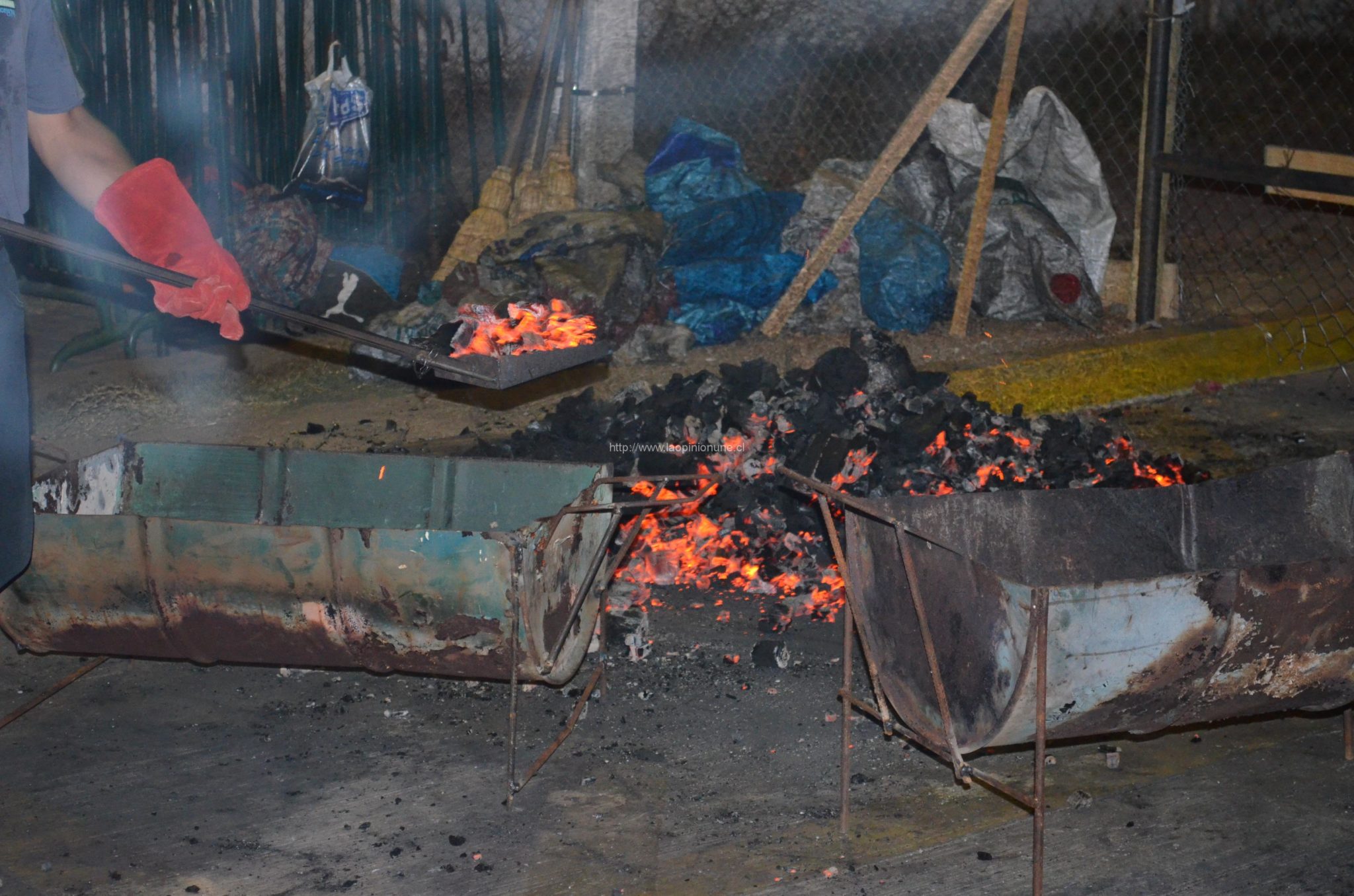 Superada la Meta de La Corvina Más larga del Mundo 2014