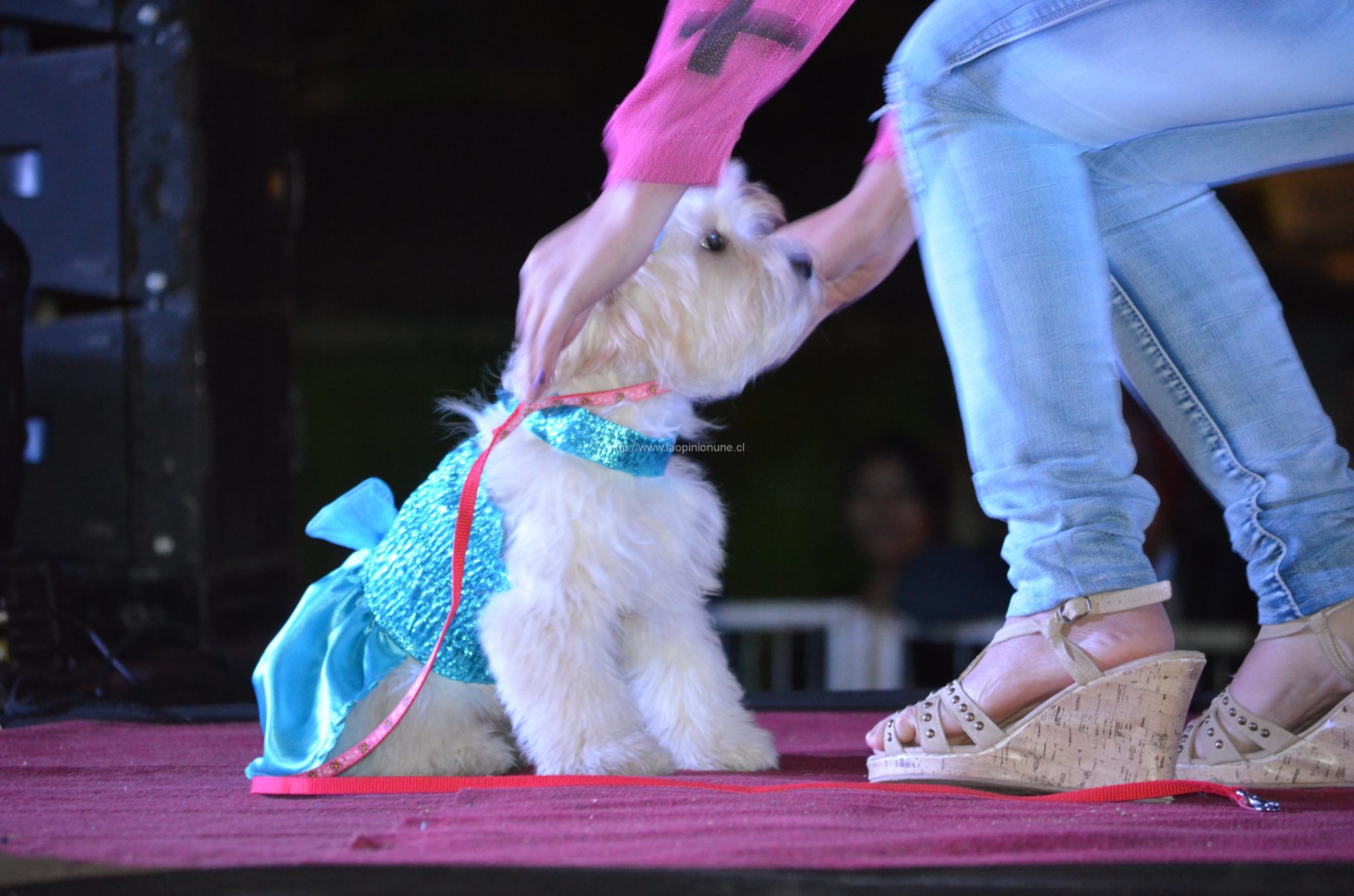 Espectacular desfile “Quilpué Diseño 2014”