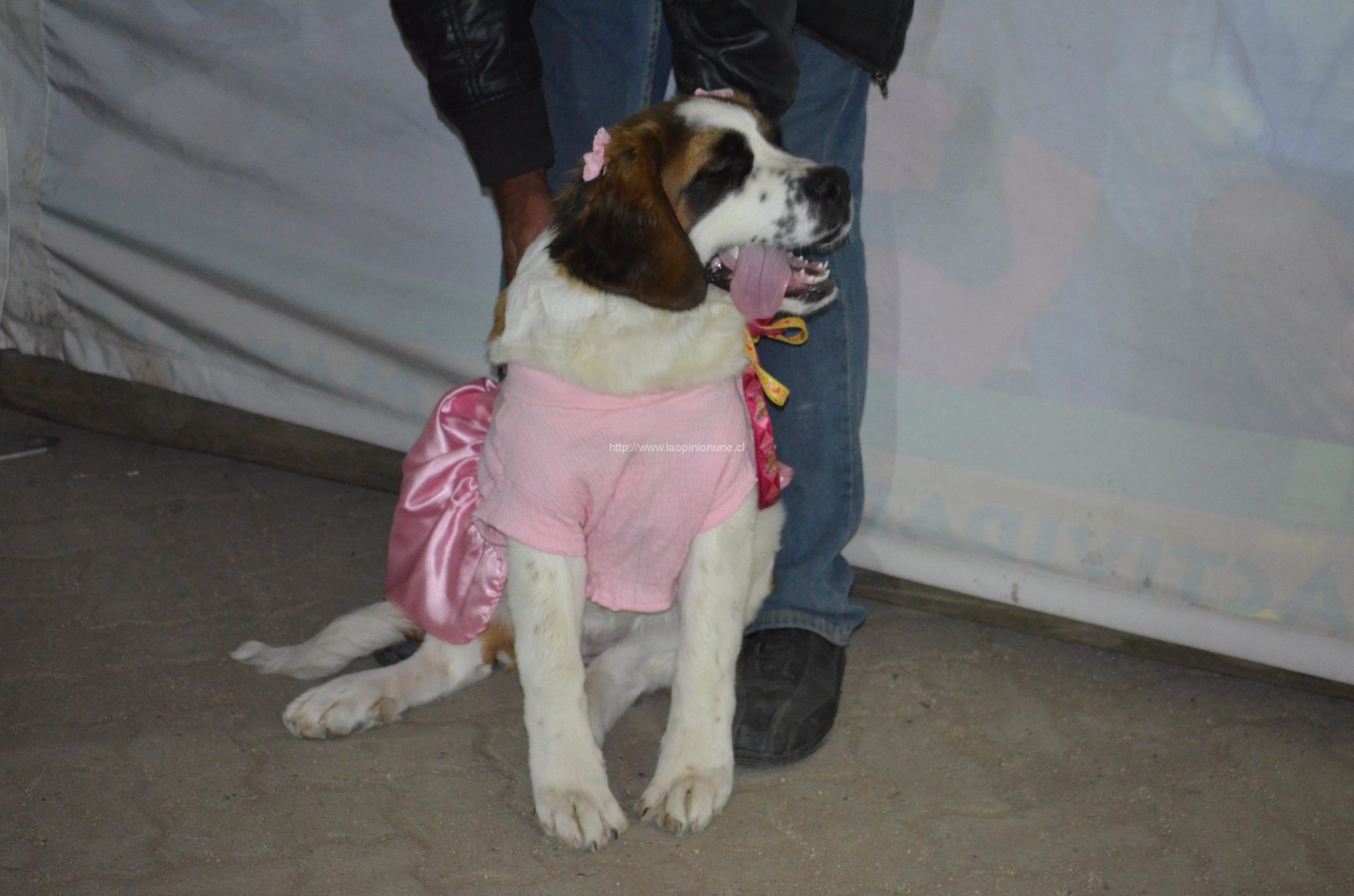 Espectacular desfile “Quilpué Diseño 2014”