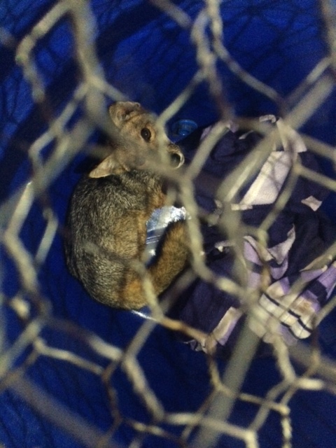 Zorro fue rescatado por el Equipo de Emergencia de Olmué