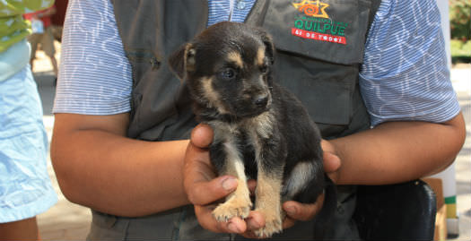 Realizan operativos de desparasitación de mascotas en Quilpué