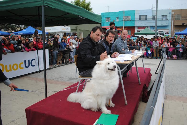Enfatizan tenencia responsable de mascotas en muestra canina
