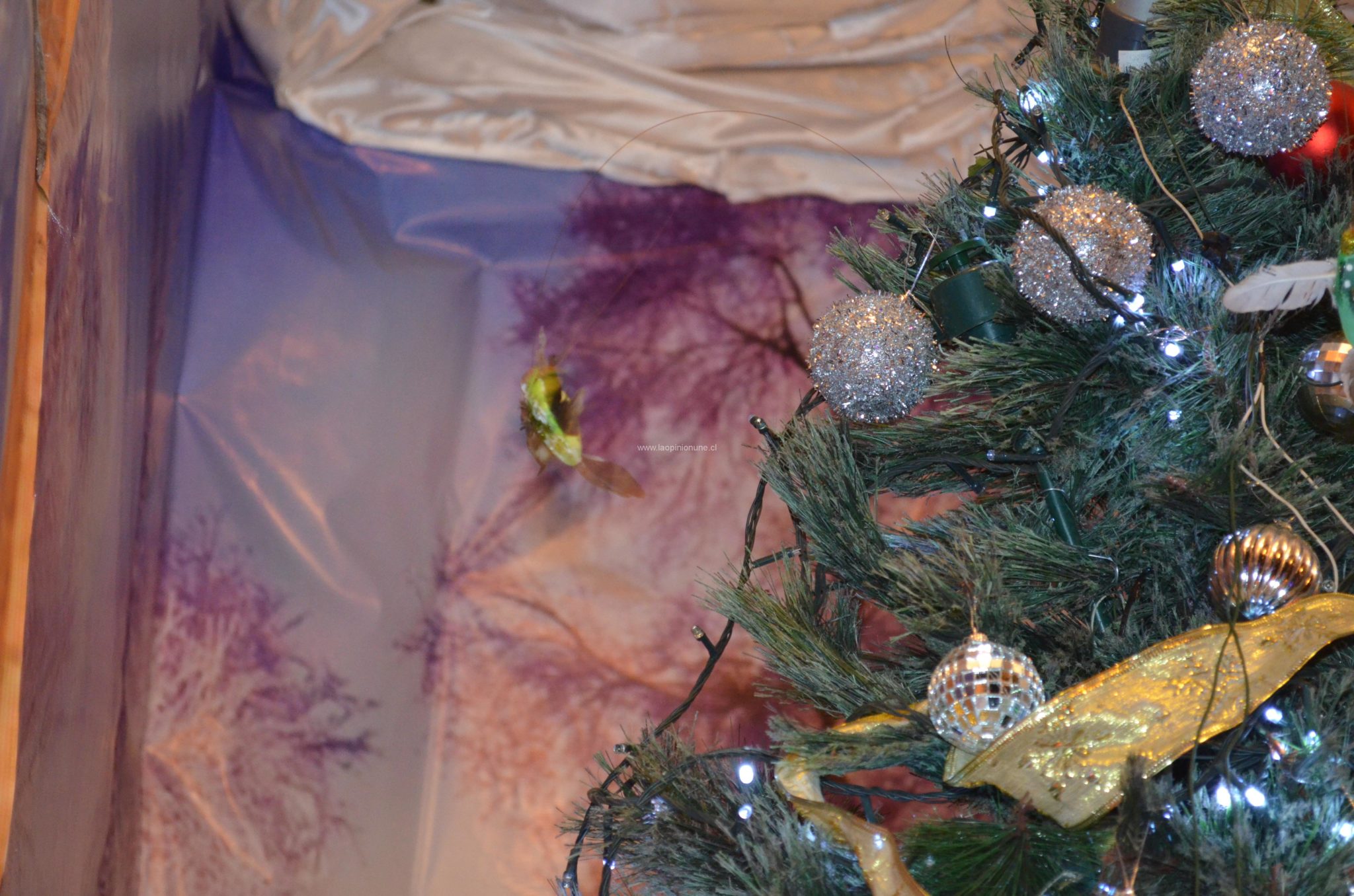 Hermosas casas adornan la Navidad en Villa Alemana