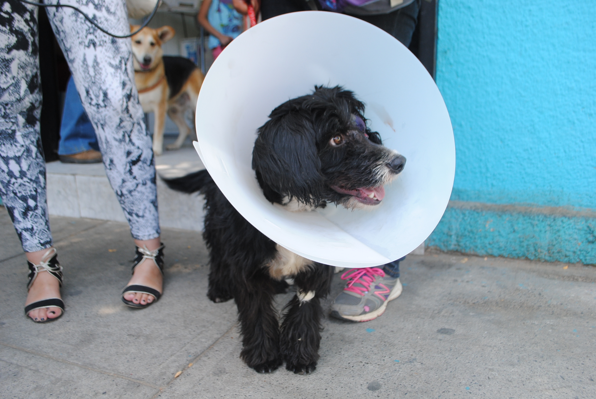 Municipio de Villa Alemana se hará parte en caso de maltrato animal