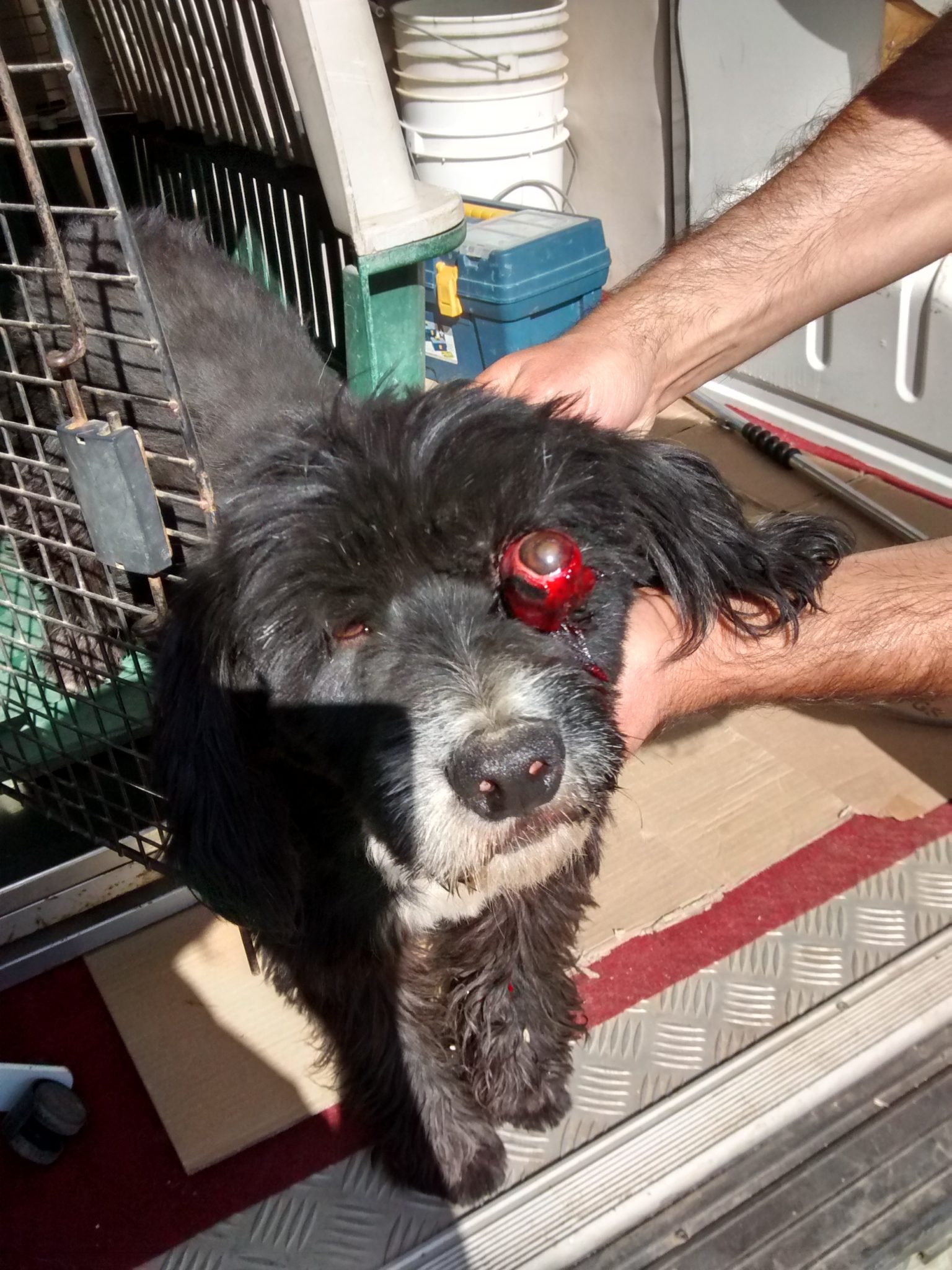 ¡Horrible maltrato animal en Villa Alemana! Sería responsabilidad de skater