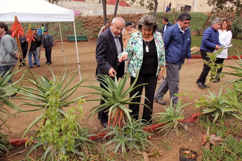Reforestan parque con más de 50 árboles de distintas especies en El Olivar