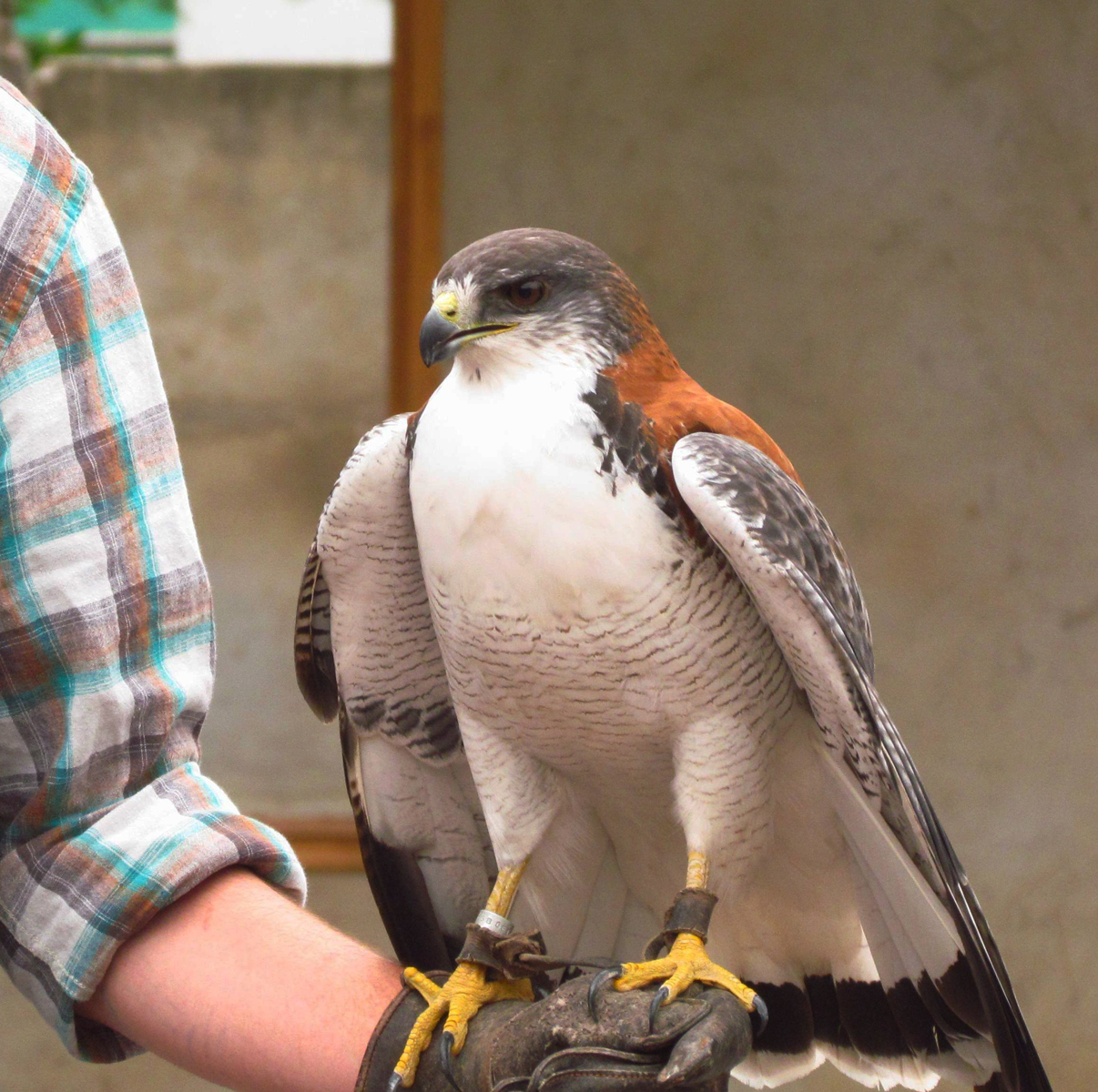 El Segundo Festival de Aves de Olmué trae variadas actividades