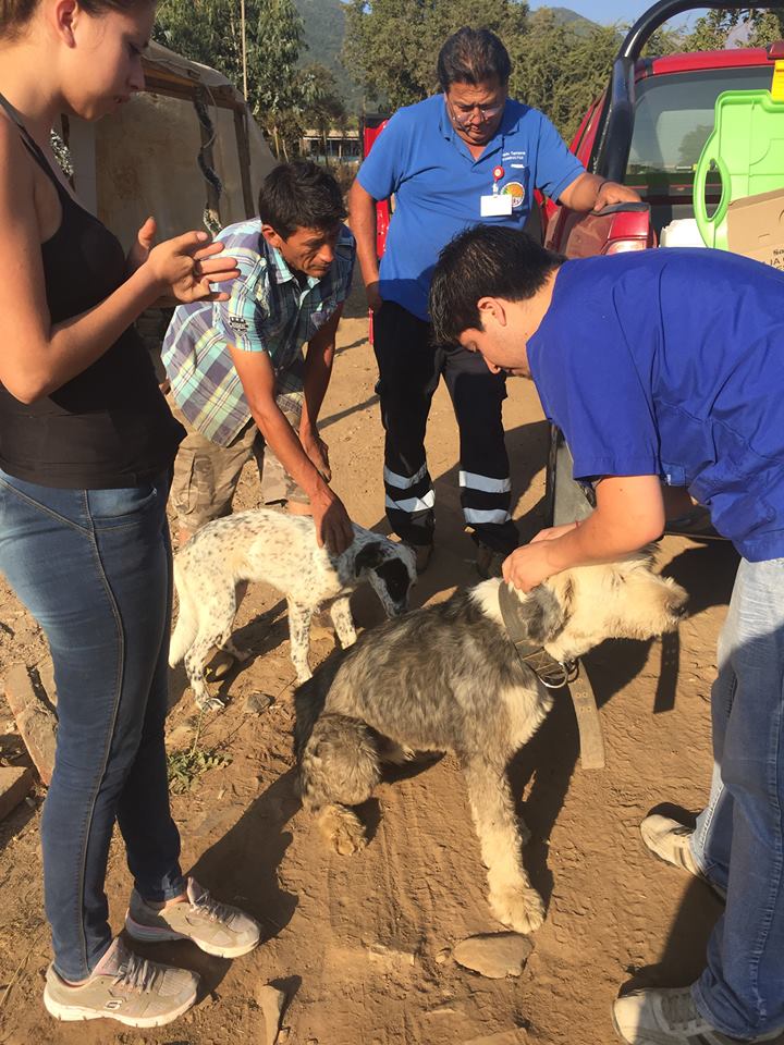 Campaña de desgarrapatización abarca toda la comuna de Olmué