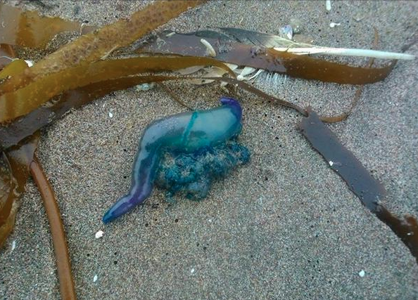 Seremi de Salud decreta prohibición de baño y actividades en Playa Amarilla por fragata portuguesa
