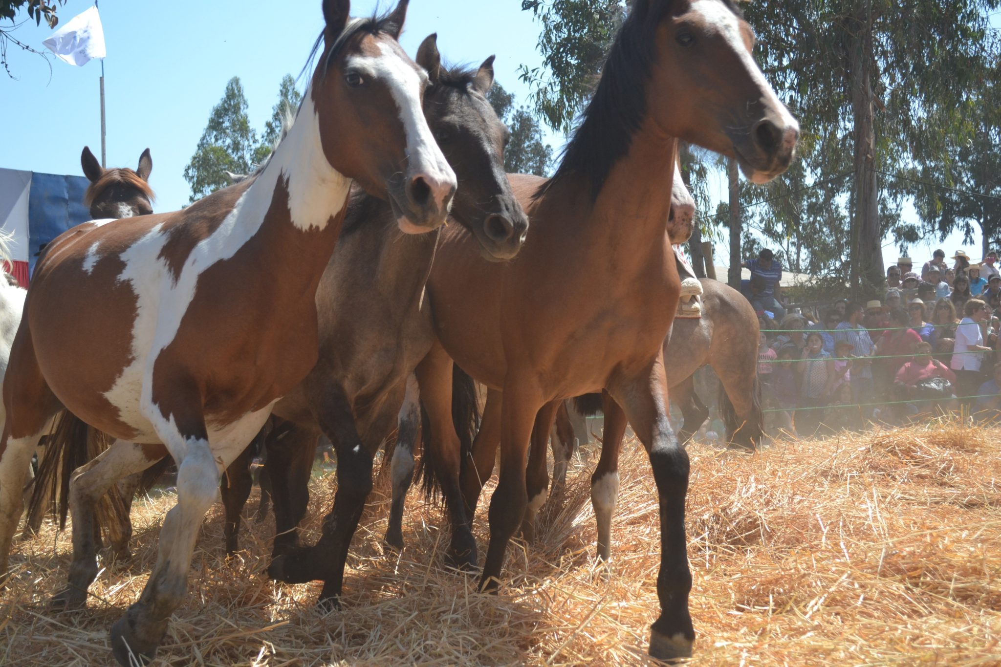 Limache tuvo una nueva versión de la Trilla a Yegua Suelta