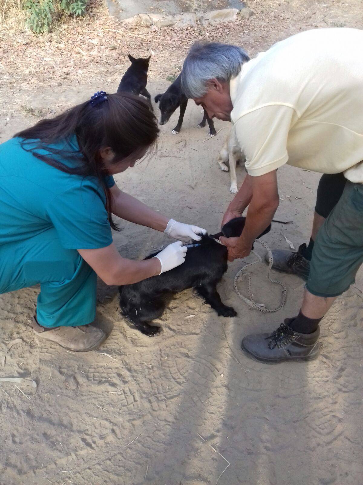 Concluye campaña de desgarrapatización de mascotas en CESFAM de Olmué