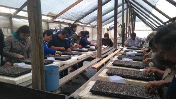 Los agricultores olmueínos trabajando los almácigos