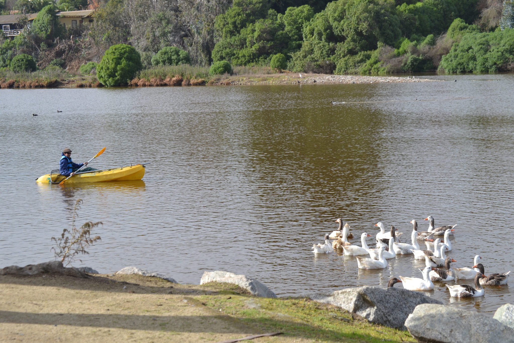 Trasladan gansos y patos exóticos para recuperar la Laguna de Zapallar