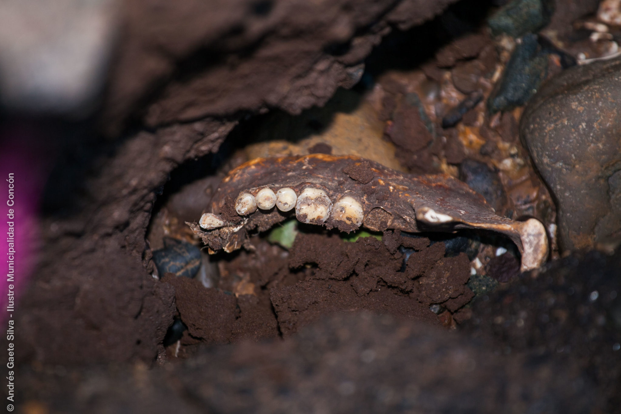 Nuevo hallazgo de gran importancia arqueológica en los terrenos de Enap