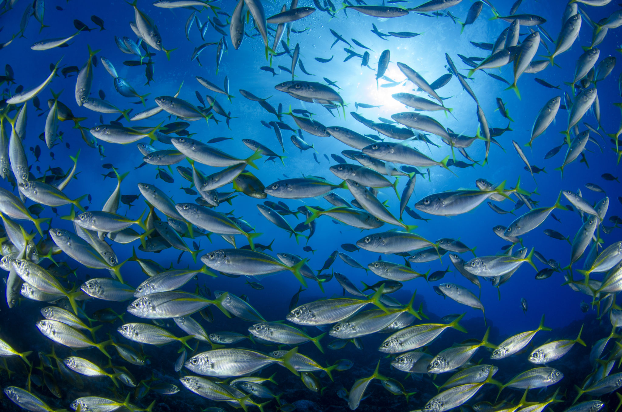 Sernapesca lidera mesa de trabajo para fortalecer planes de protección en torno a parques y reservas marinas