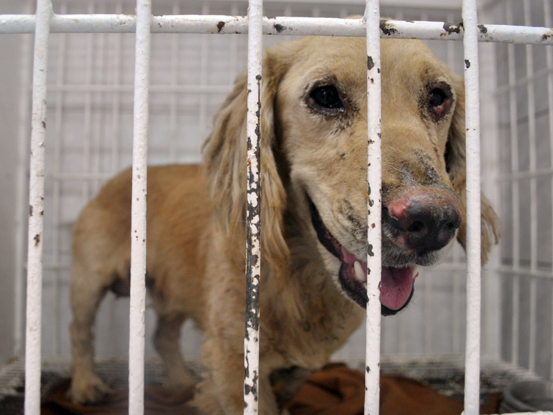 Hasta un mes podría demorar recuperación de animales afectados por incendio de Valparaíso