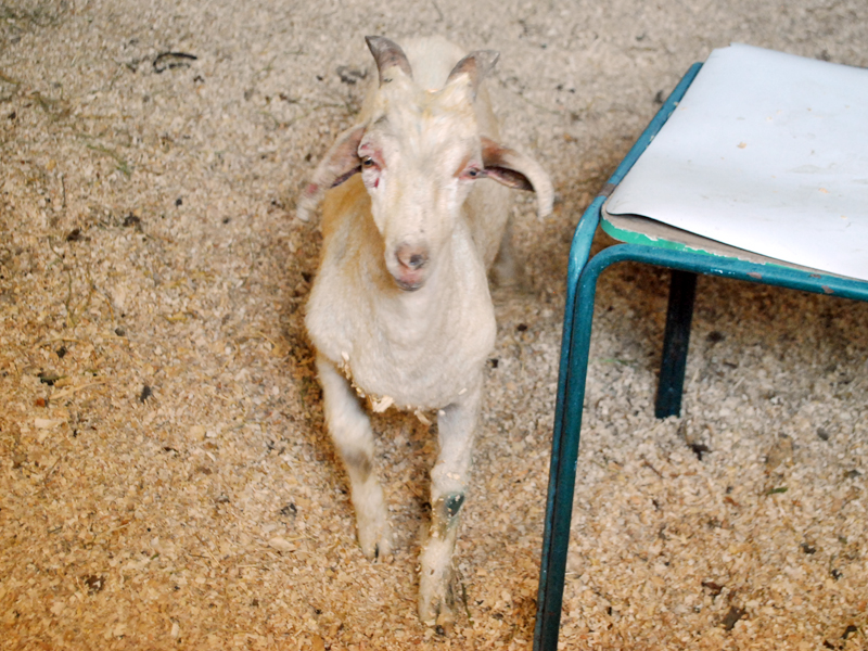 15 animales afectados por incendio de Valparaíso aún permanecen en Hospital Clínico Veterinario de la UST