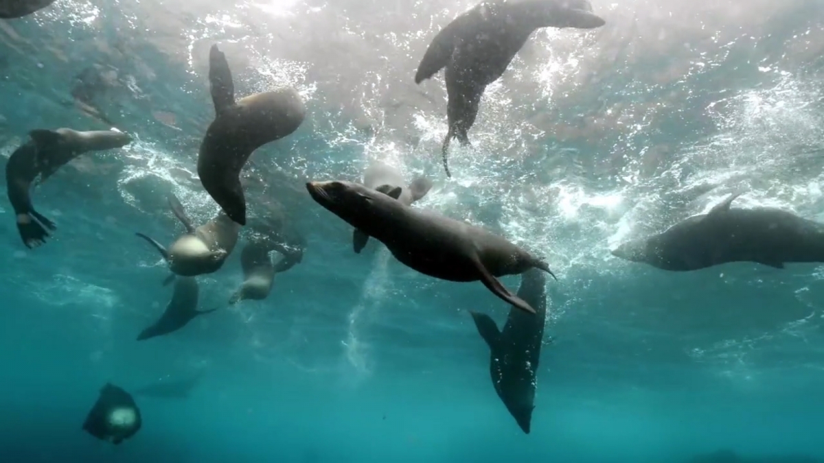 Nueva Área Marina protege ecorregión de 11 mil kms cuadrados en archipiélago de Juan Fernández