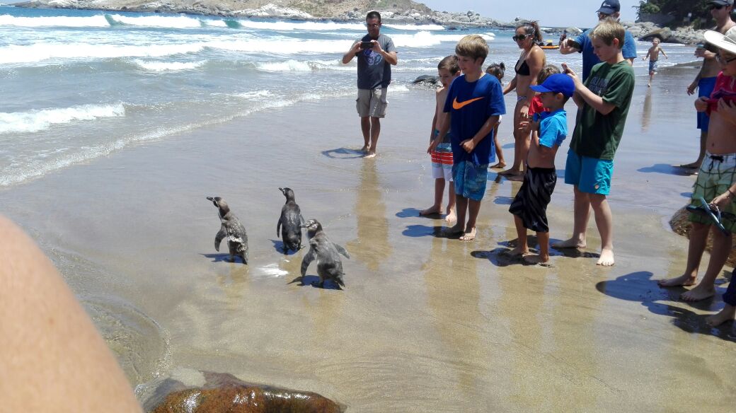 Bañistas acompañaron entusiastas liberación de pingüinos en playa de Cachagua