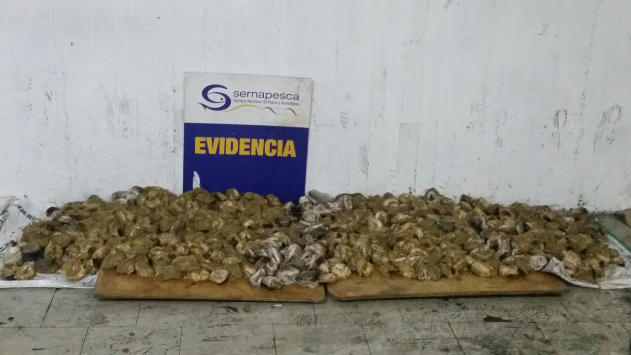 Sernapesca Valparaíso incautó 100 kilos de locos en veda desde instalaciones de Caleta Portales