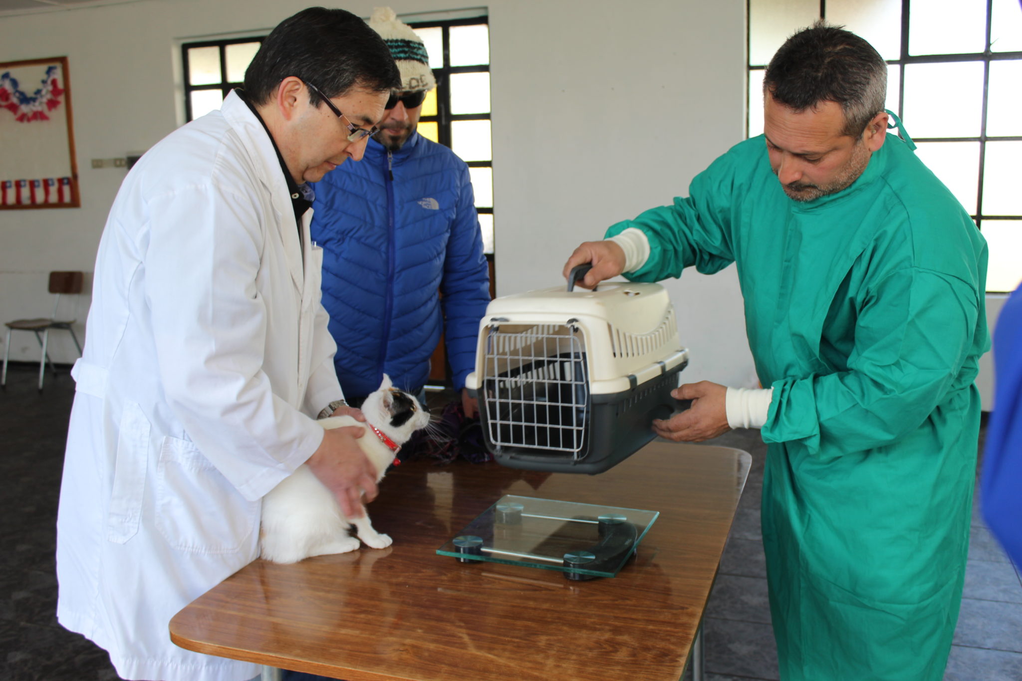 Inician nuevo plan de esterilización de mascotas en Villa Alemana