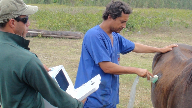 Alumnos de veterinaria UVM estudiarán potencial efecto de sindrome en carne de consumo Rapa Nui