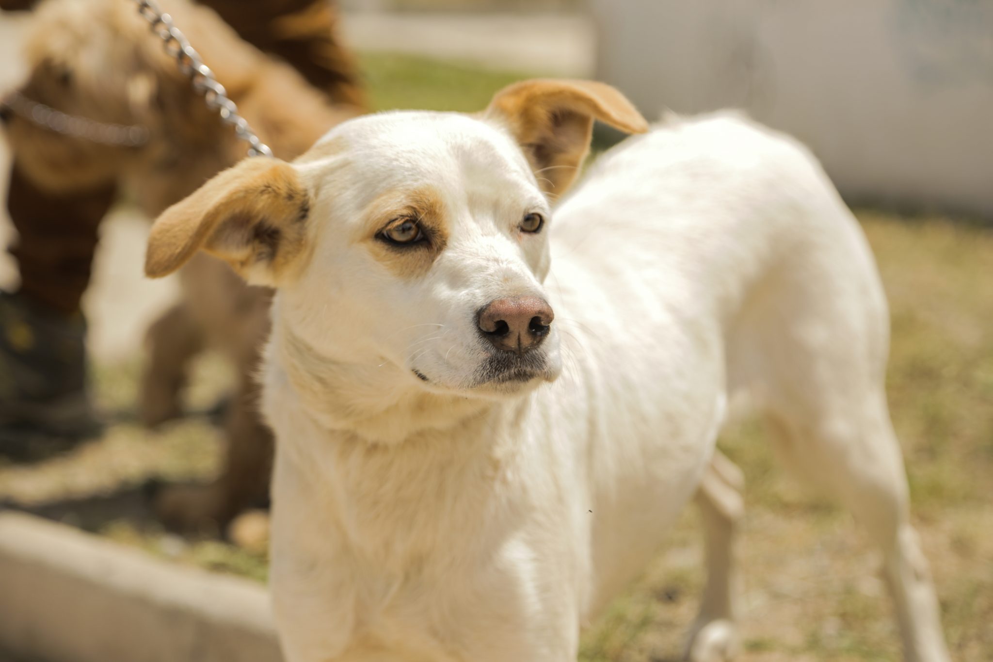 Municipio de Quilpué realizó instalación gratuita de 1700 microchip para mascotas