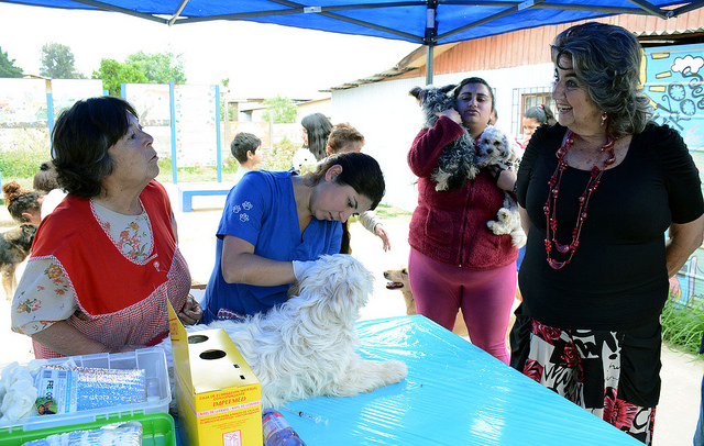 Municipio de Viña del Mar extiende operativos veterinarios durante diciembre