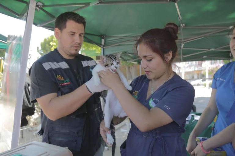 Exitosa jornada de “Expo Gatos” reunió a los cat lovers en Quilpué