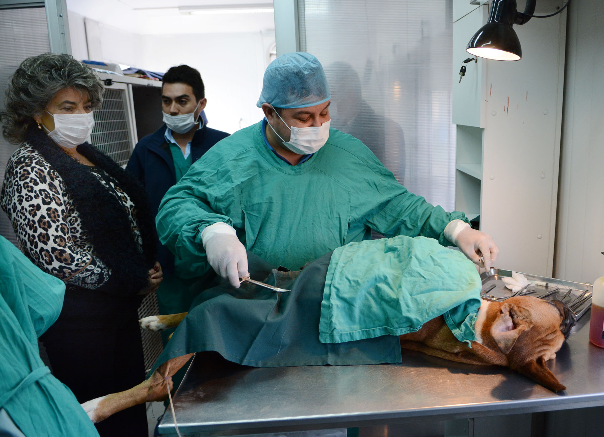 Municipio Viñamarino inició proceso de licitación para esterilizar a 3 mil mascotas