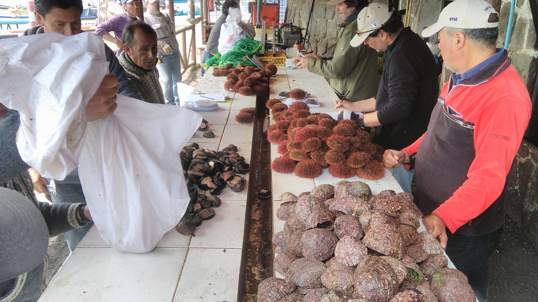 Veda biológica de Erizo terminó entre las regiones de Arica y Parinacota y Los Ríos