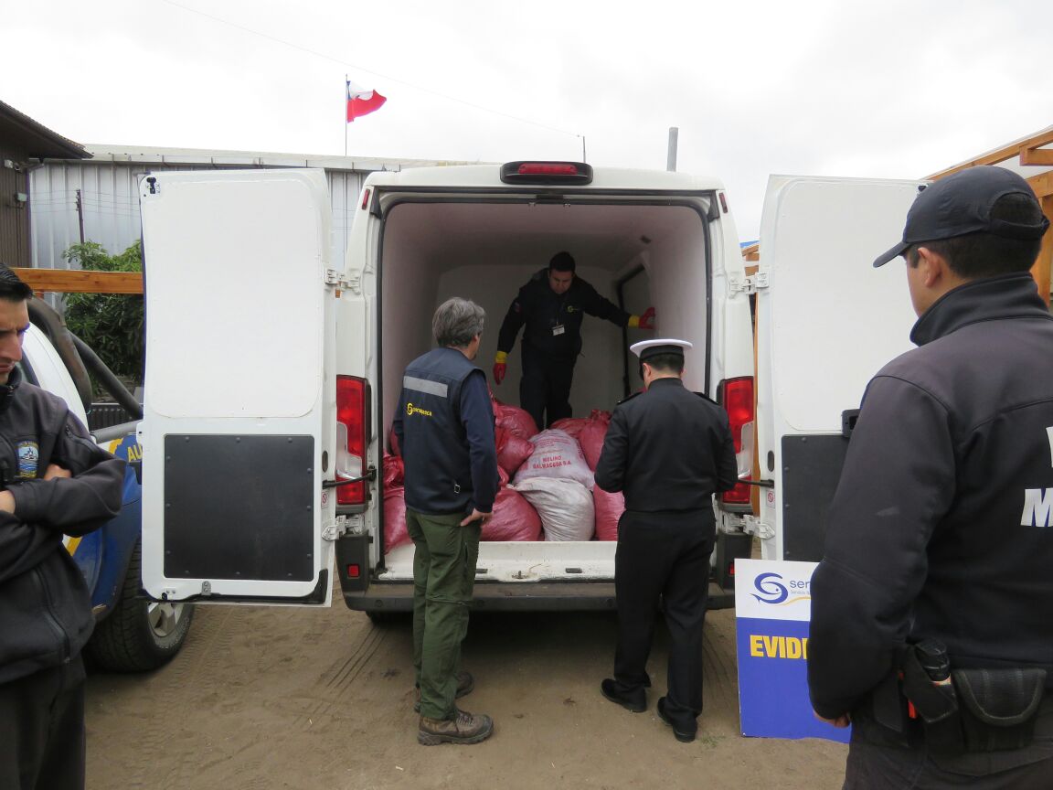 Nueve toneladas de locos de procedencia ilegal incautó Sernapesca durante el año 2017