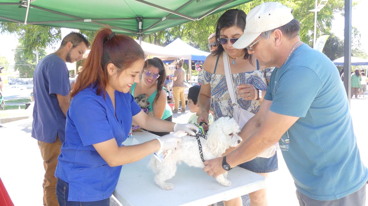 Quilpué reunió a cientos de amantes de los perros en “Expo Perros 2018”