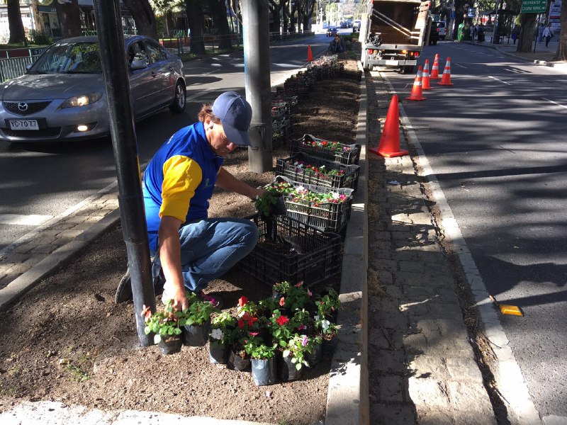 Municipalidad de Viña del Mar realiza labores de ornamentación de especies florales en principales centros urbanos de la ciudad