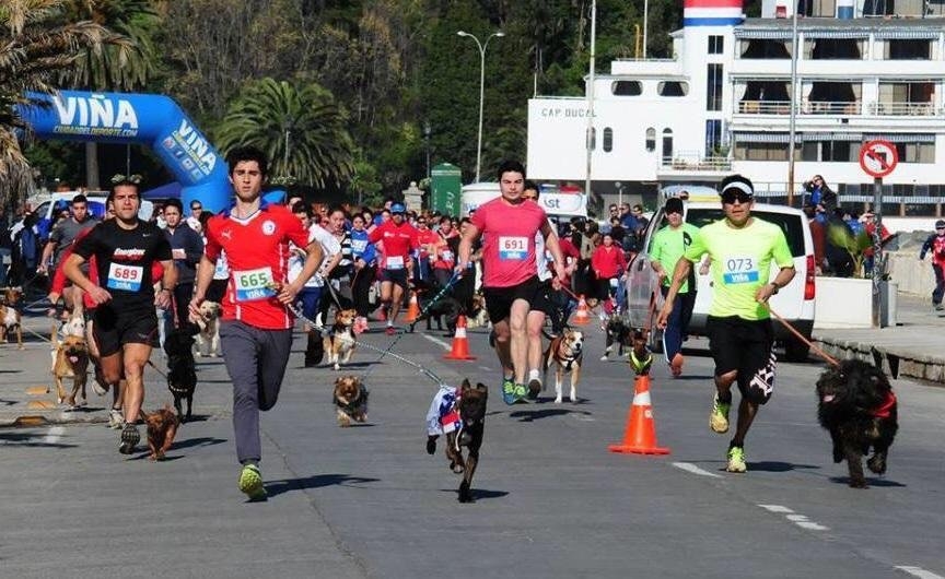 Vuelven a Viñadel Mar las corridas, perrorunning y cicletadas familiares