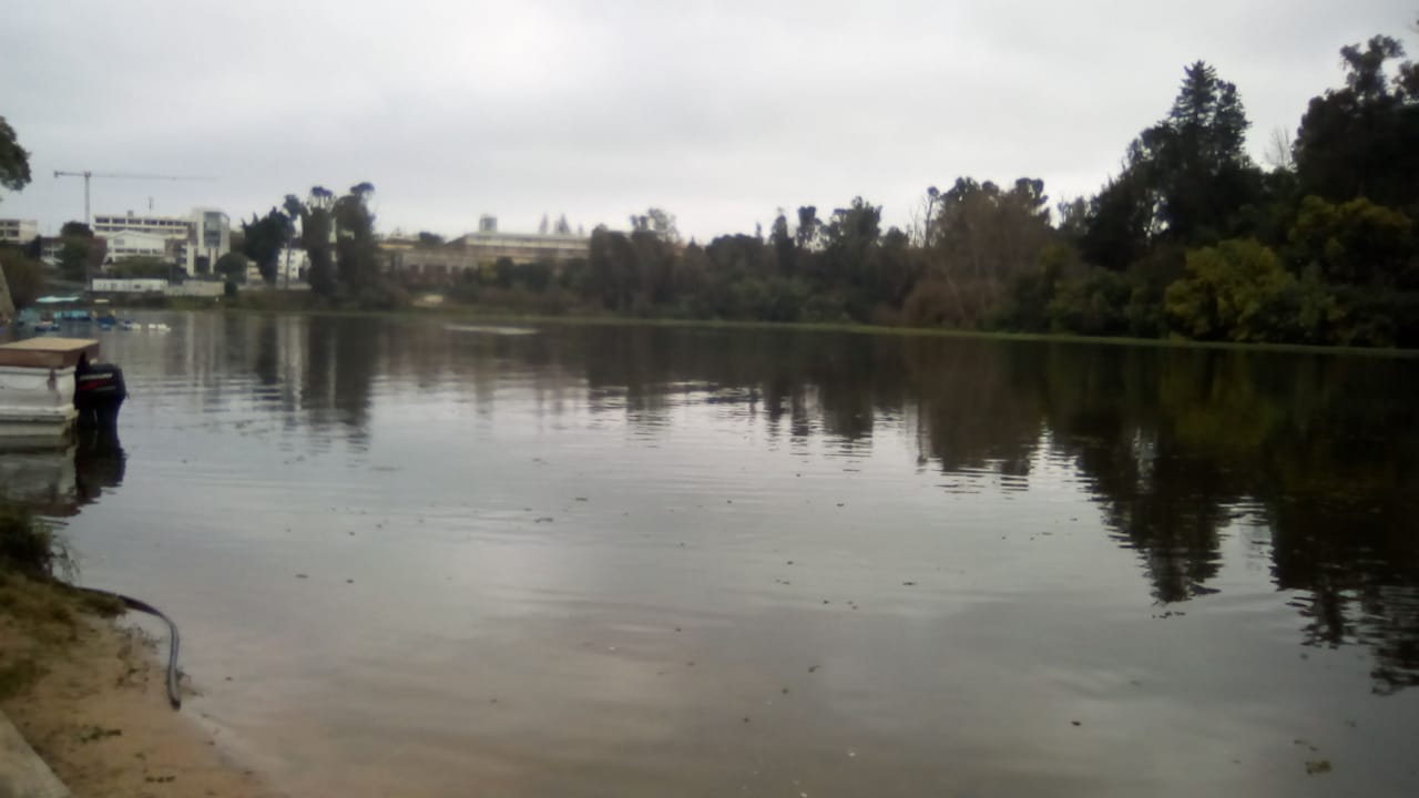 Laguna Sausalito se encuentra casi libre del “Helecho de Agua”