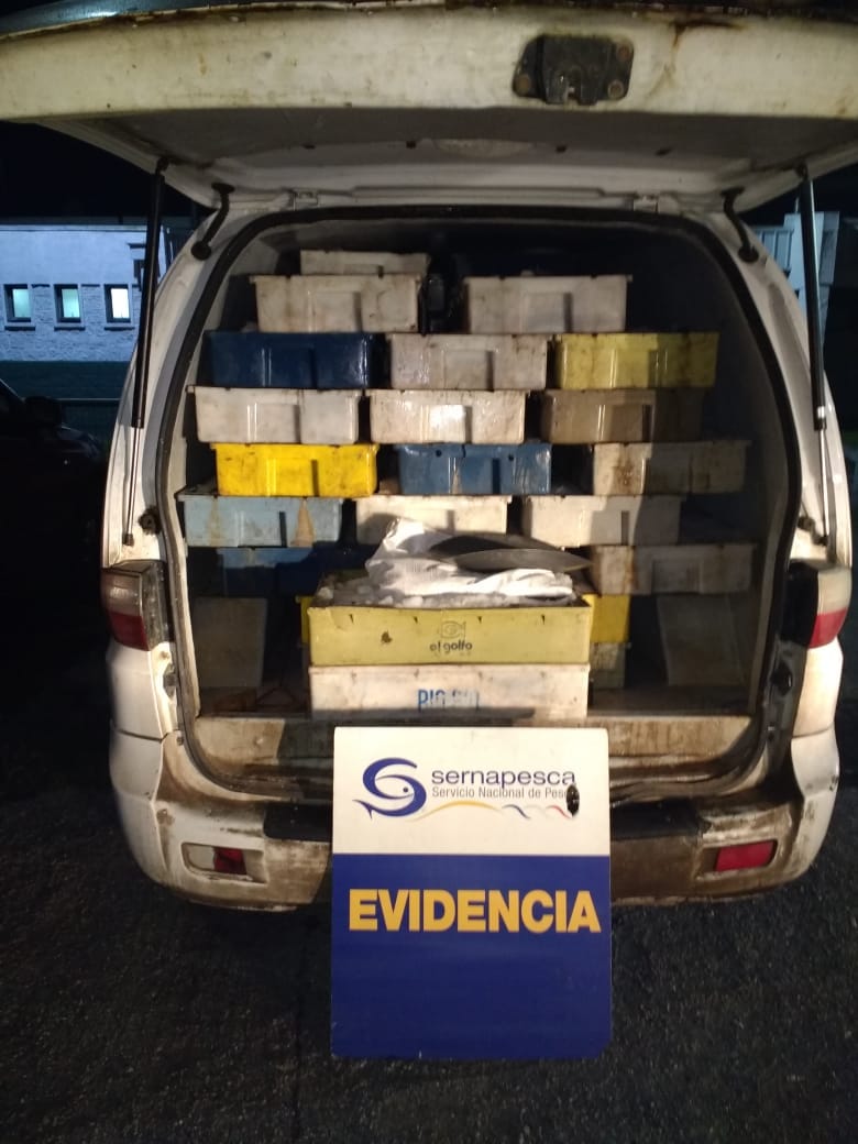 Sernapesca Valparaíso incauta casi una tonelada de merluza común que iba con destino a Viña del Mar y la ciudad puerto