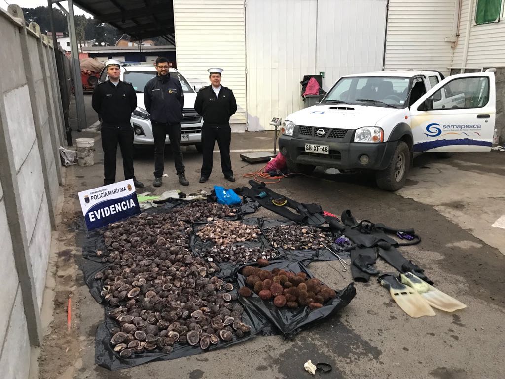 Sernapesca y Armada sorprenden in fraganti extracción ilegal de locos en costa de Quintero