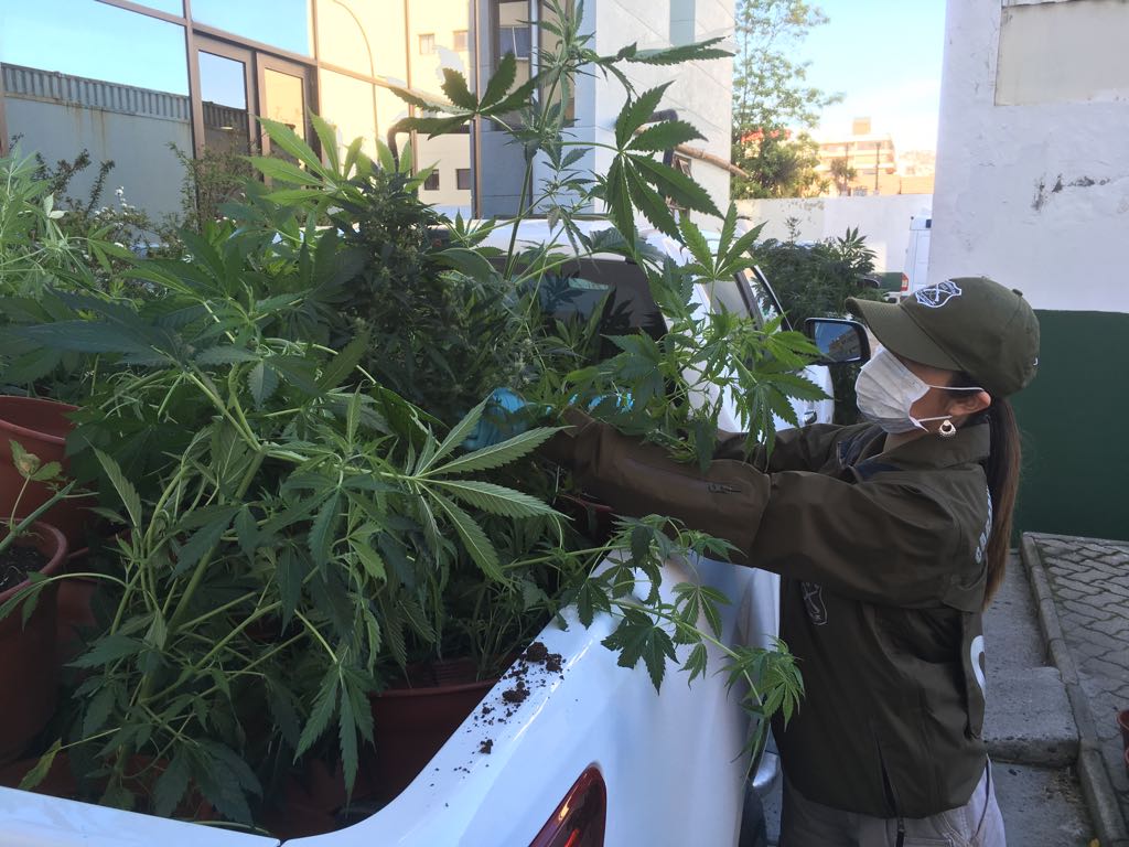 Carabineros incauta una cantidad de marihuana avaluada en 146 millones de pesos en vivienda de sector rural de Quilpué