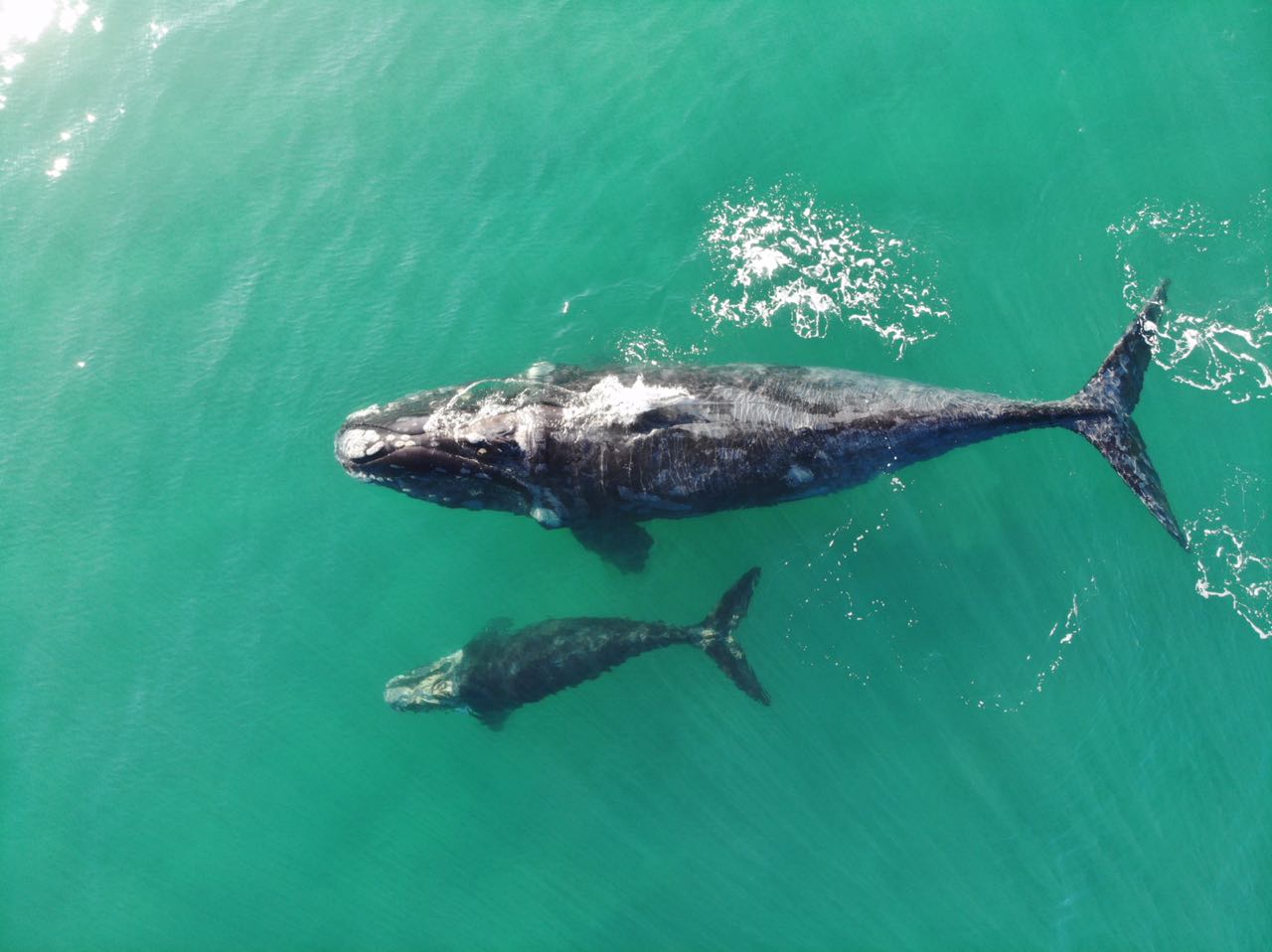 Sernapesca llama a respetar distancia de avistamiento ante presencia de ballena franca y su cría frente a costa de Quintay