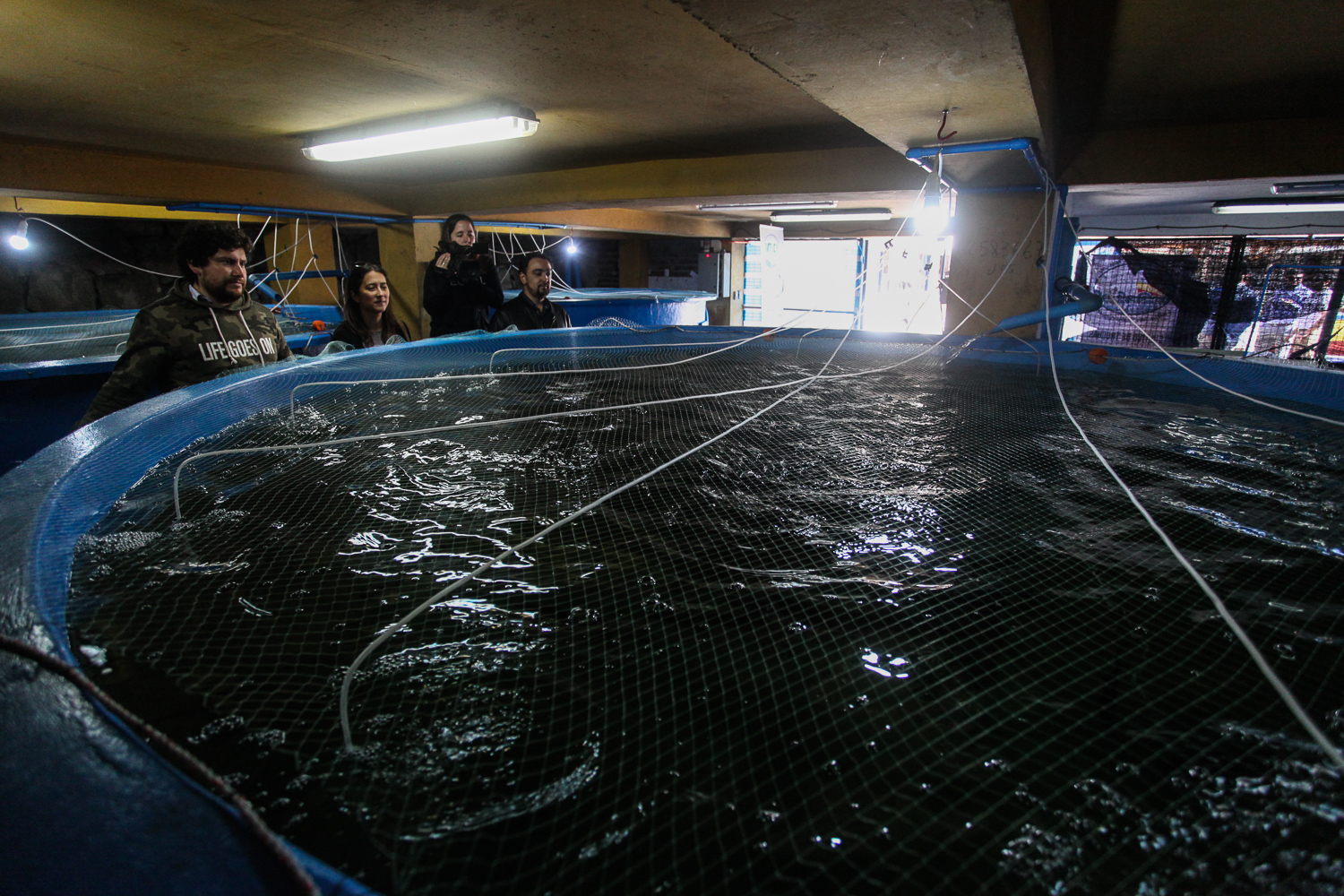 Concón tiene el primer centro de cultivo de Truchas Arcoíris para caleta de pescadores en Chile